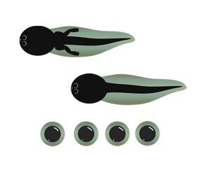 개구리알, 올챙이