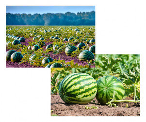 수박밭 배경