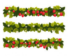 딸기 줄기 모음