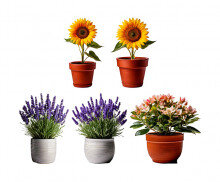 꽃 화분(라벤더,부겐빌레아,해바라기)
