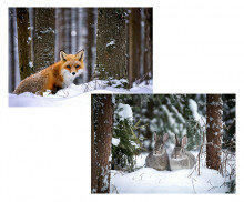 눈 내린 숲속 배경