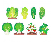 텃밭 작물(강낭콩,고추,상추,청경채)