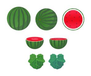 수박, 수박 잎사귀 모음