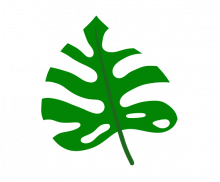 몬스테라